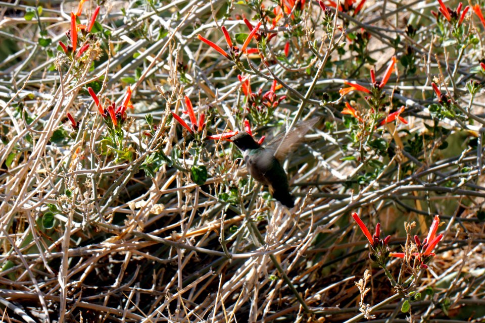 Humming bird at chuparosa (Justicia californica)