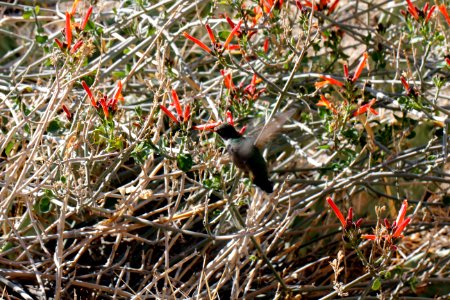 Humming bird at chuparosa (Justicia californica) photo