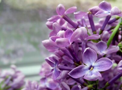 Lilac nature violet