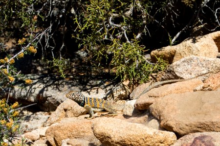 Great Basin Collared Lizard; Crotaphytus bicinctores photo