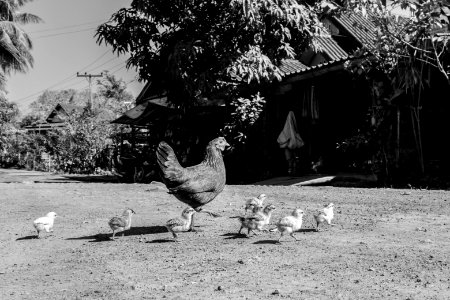 Chicken Crossing Road photo