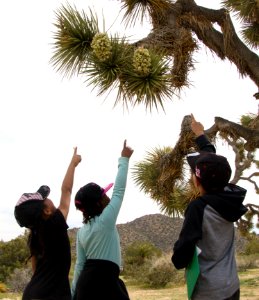 Studying Joshua Tree Blooms