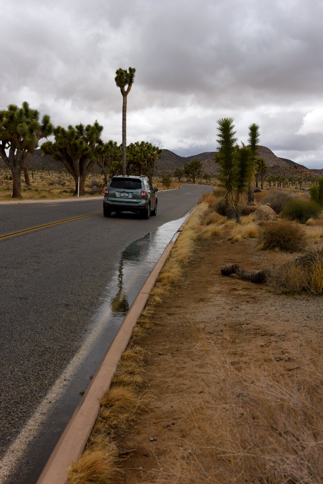 Rain Puddle on Park Boulevard