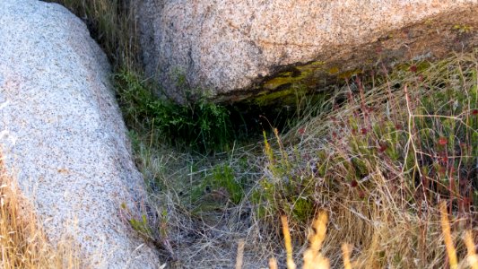 Snake Hidden Under a Boulder