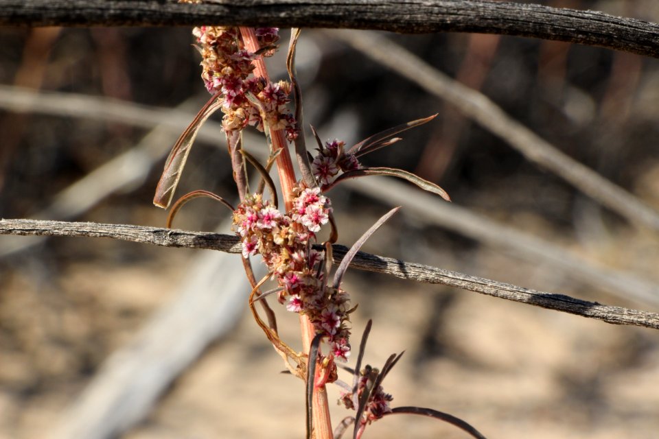 Fringed amaranth