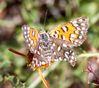 Mormon Metalmark Butterfly; Apodemia mormo photo