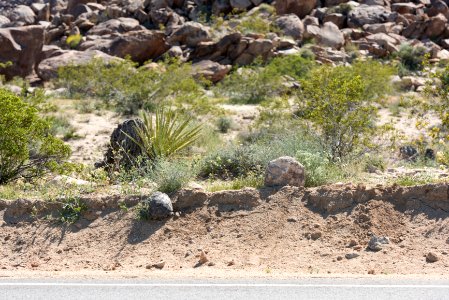 Desert tortoise crossing Pinto Basin Road photo