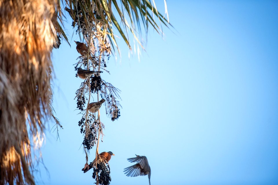 American Robin (Turdus migratorius) eating palm fruit