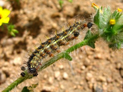 Painted Lady Larva photo