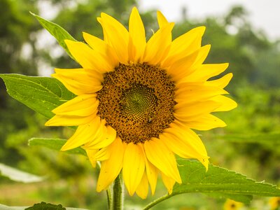 Isolated mature fruit