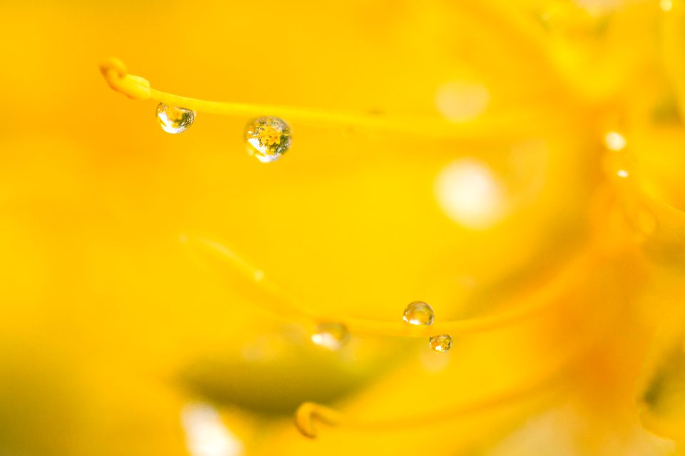 Water droplets on bladderpod (Peritoma arborea) blooming in Wilson Canyon, January 2015