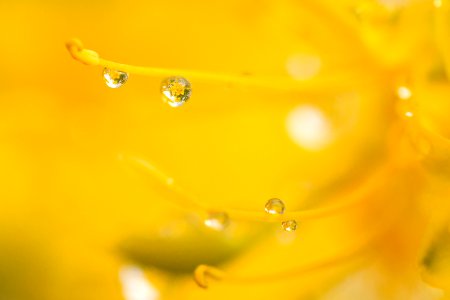 Water droplets on bladderpod (Peritoma arborea) blooming in Wilson Canyon, January 2015