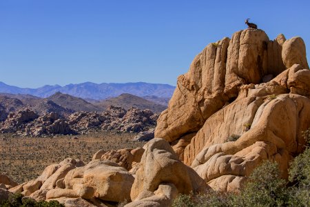 Bighorn Sheep in the Wonderland