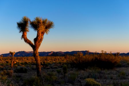 Joshua tree in Queen Valley at Sunset photo