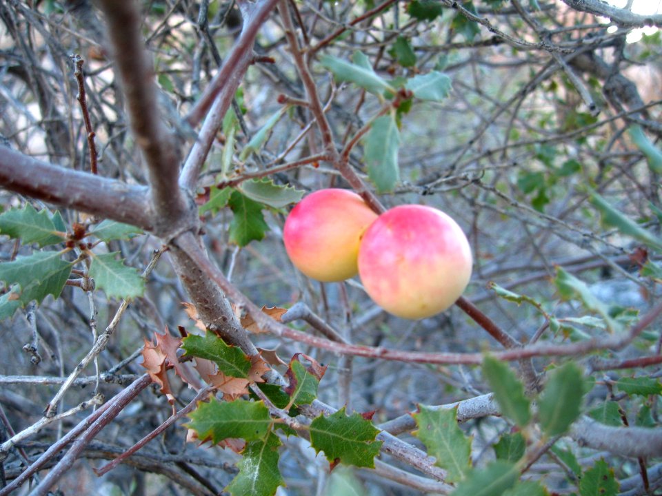Oak leaf gall; Keys (Desert Queen) Ranch