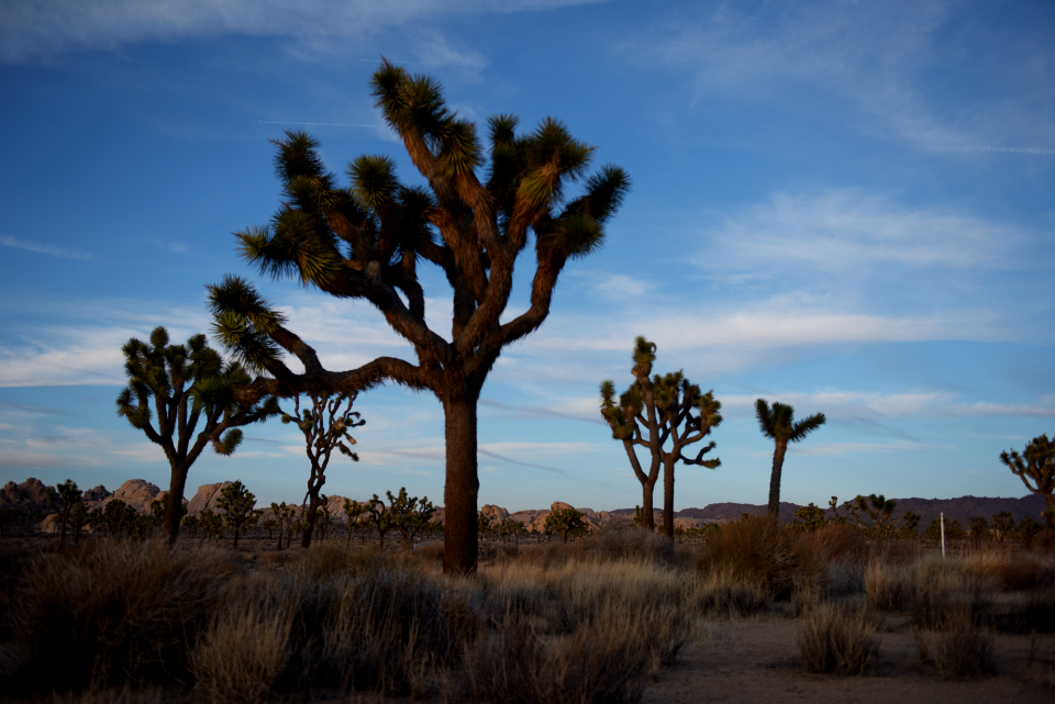 Joshua tree landscape