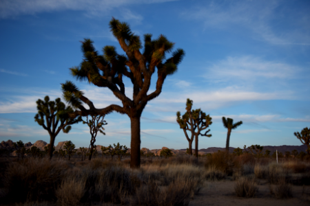 Joshua tree landscape