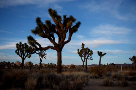 Joshua tree landscape photo