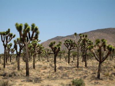 Joshua tree (Yucca brevifolia) woodland; Cap Rock area photo