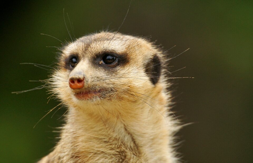 Mammals cute rodents