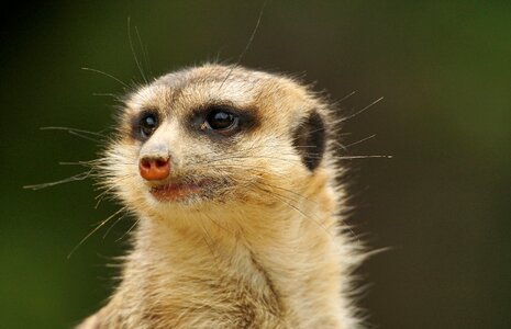 Mammals cute rodents