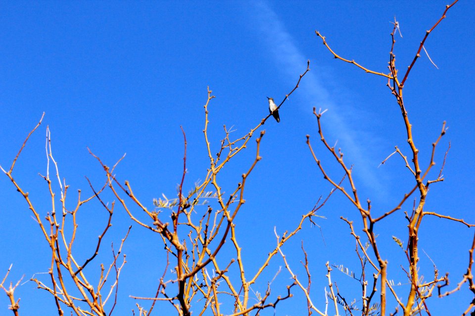 Hummingbird at Oasis of Mara