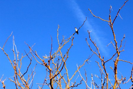 Hummingbird at Oasis of Mara photo