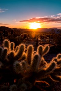 Sunrise over Cholla Cactus Garden photo