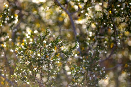 Creosote bush in bloom