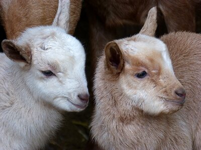 Goat breeding teddy