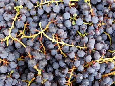Nature owocostan healthy food