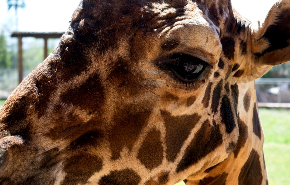 Intense eyed giraffe.