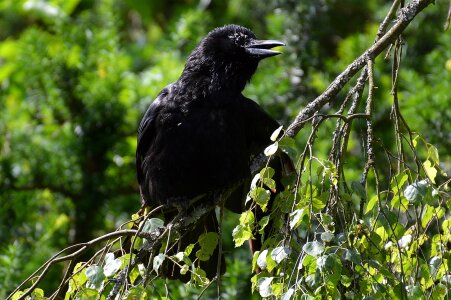 Black raven bird birds photo