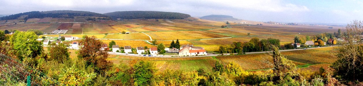 Les Vignobles de Bourgogne et la Côte de Beaune