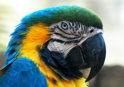 Beak eye colorful