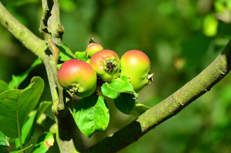 Mature fruit vitamins