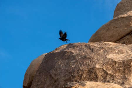 Raven (Corvus corax) photo