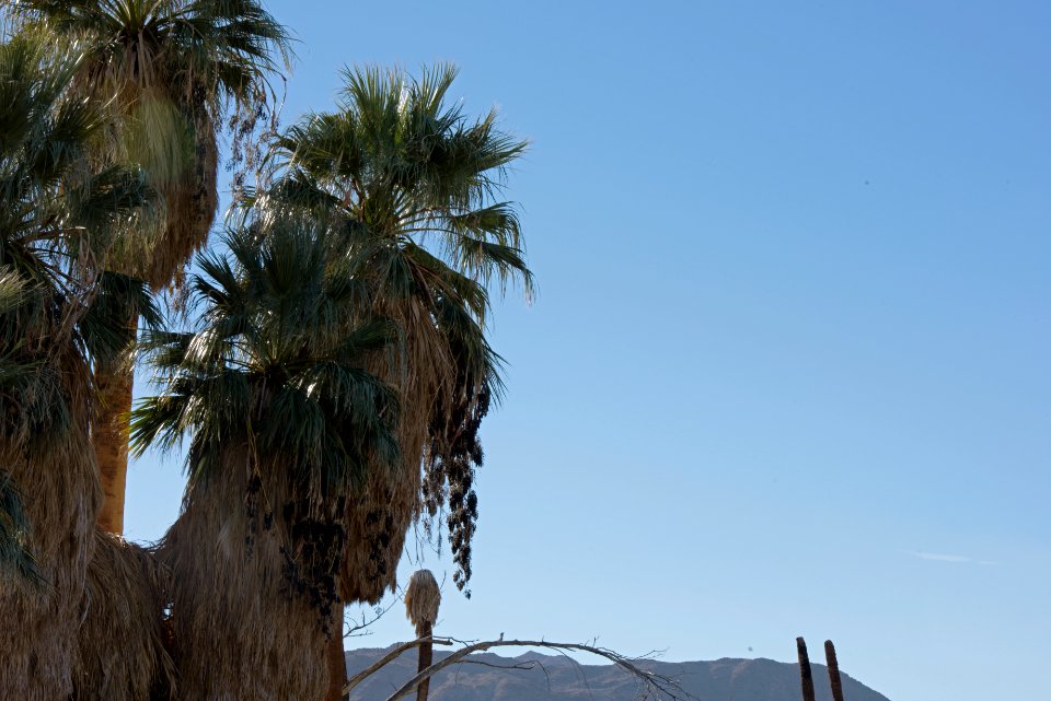 Fruiting desert palm trees
