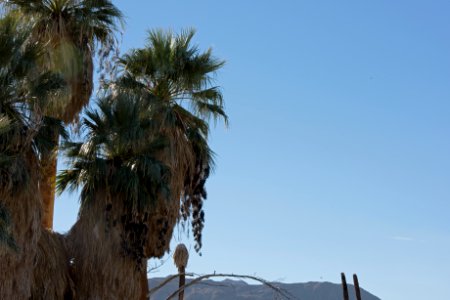 Fruiting desert palm trees