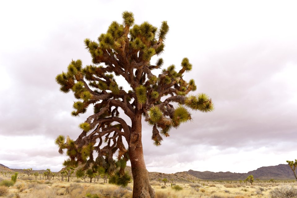 Cloudy day at the elmer tree