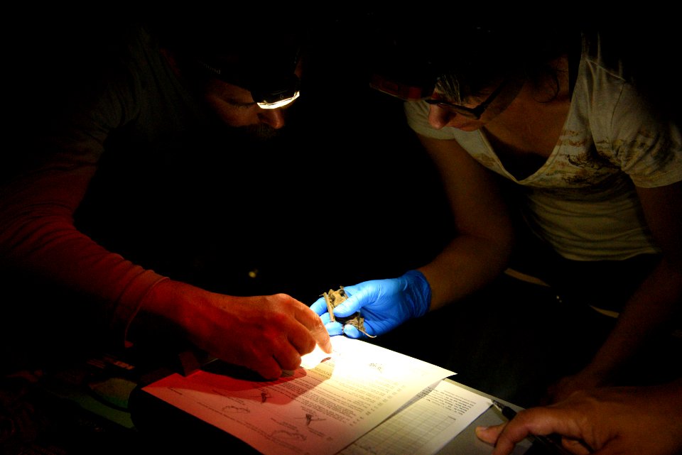 Researchers at work at the Bat Blitz 2018 photo