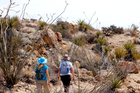Hikers on the Lost Palms Trail