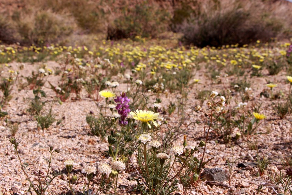 Carpet of Wildflowers