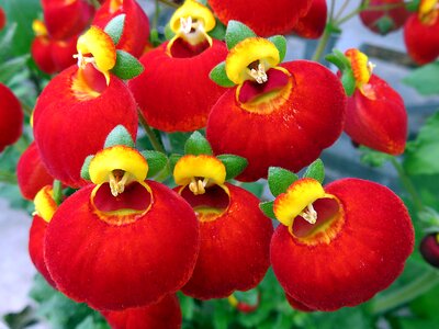 Red yellow strange