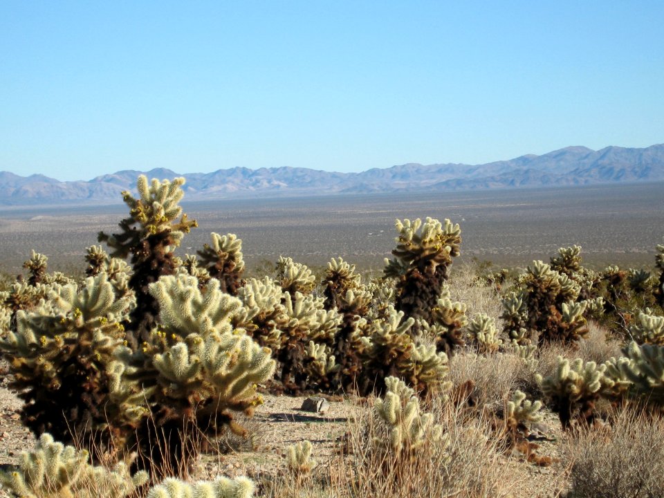 Cholla Cactus Garden; teddybear cholla (Cylindropuntia bigelovii)