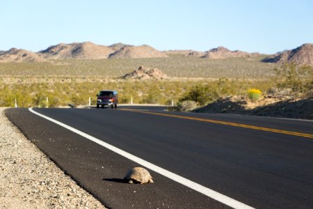 Desert tortoise (Gopherus agassizii); crossing roadway photo