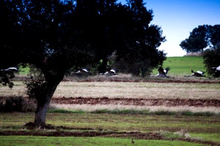 Naturaleza esteparia photo