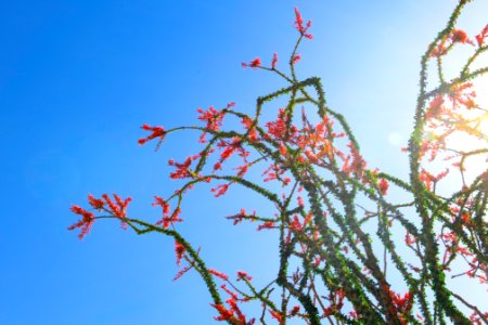 Flowering ocotillo (fouquieria splendens) photo