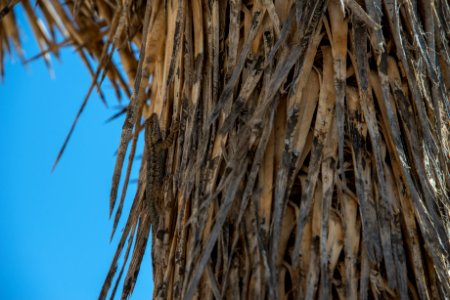 Lizard on Joshua tree