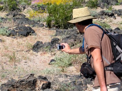 Photographing a desert iguana photo